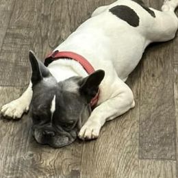 Xander - French Bulldog