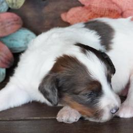 Boogie BMF - Blue merle female Aussiedoodle puppy in Lawton, Oklahoma from Lindsey’s Aussies