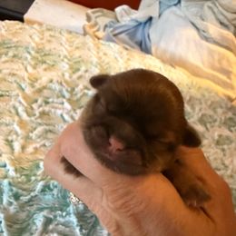 Female - Liver female Shih Tzu puppy in Success, Missouri from Sweet Success