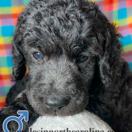 Maize - Silver male Poodle puppy in Greenville, North Carolina from Grace Poodles