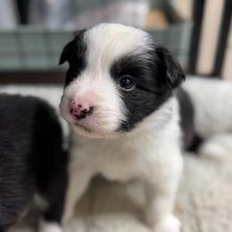 Havoc - Black and white male Border Collie puppy in Kalispell, Montana from North Fork Border Collies