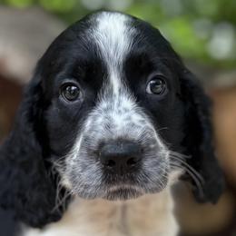 08 Blue collar Carl - Black white and tan male English Springer Spaniel puppy in Comer, Georgia from Stratton Spaniels