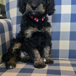 Annie - Phantom female Bernedoodle puppy in Galt, Missouri from Only Doodles!