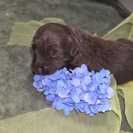 Luke - Brown merle male Aussiedoodle puppy in Cumberland, Rhode Island from W Doodle Crew