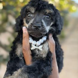 Virelle - Brindle female Poodle puppy in Corona, California from Garden Of Poodles