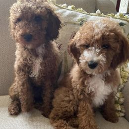 Poodles from Skye Chase Poodles