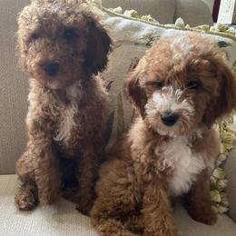Poodles from Skye Chase Poodles