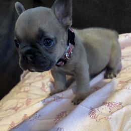 Daisy - Fawn and white female French Bulldog puppy in Sellersburg, Indiana from Top Notch Frenchies