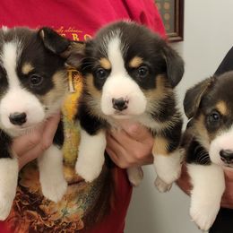 Pembroke Welsh Corgis and Scottish Terriers from Zoo City Corgis