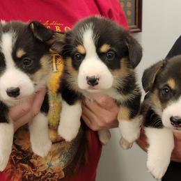 Pembroke Welsh Corgis and Scottish Terriers from Zoo City Corgis