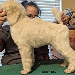 Poodle Puppies from LaTerra Cove Poodles