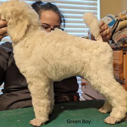 Poodle Puppies from LaTerra Cove Poodles