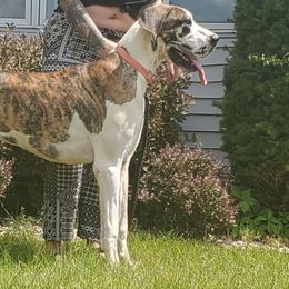 Stella - Great Dane