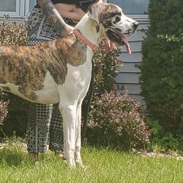 Stella - Great Dane