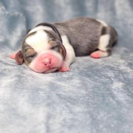 Obsidian- Black collar - Blue tan and white male Basset Hound puppy in Valley, Washington from Peaceful Valley Paws