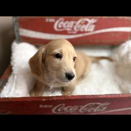 Leroy - Cream male Dachshund puppy in Newport, Tennessee from Foothills Mini Doxies