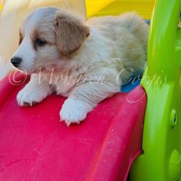 Snow - Red and white female Cardigan Welsh Corgi puppy in Denver, Colorado from Monarch Corgis