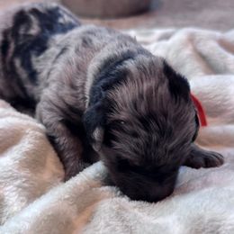Orange - Merle male Bernedoodle puppy in Toledo, Ohio from Avery Doodle Day LLC