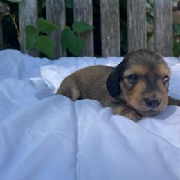 Shaded Cream Male - Cream male Dachshund puppy in Ely, Iowa from Cedar River Mini Dachshunds
