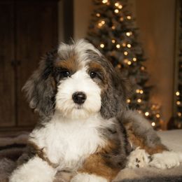 Fawn - Merle female Goldendoodle puppy in Temecula, California from Temecula Creek Doodles