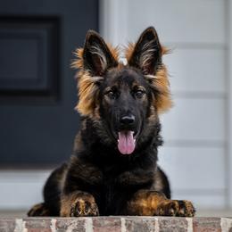 Cobra z Howixx - Sable female German Shepherd puppy in Portland, Tennessee from Howixx German Shepherds