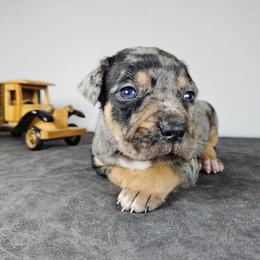 Chase NALC - Blue merle male Catahoula Leopard Dog puppy in Doerun, Georgia from Twig & Tail Puppies