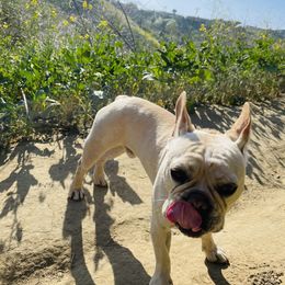 French Bulldog Puppies from French Paws