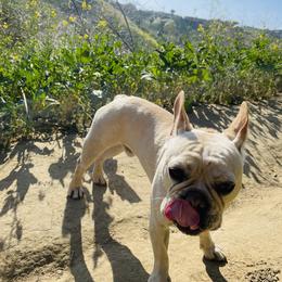 French Bulldog Puppies from French Paws