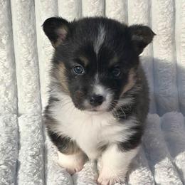 ALLIE - Black and tan female Pembroke Welsh Corgi puppy in Walker, Iowa from Double K Corgis