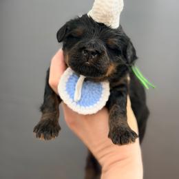 Ron - Harry Potter Litter - Phantom male Bernedoodle puppy in Charleston, South Carolina from Palm Belle Doodles