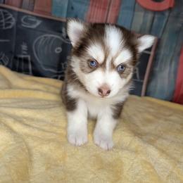 Vernon - 2200 - Red and white male Pomsky puppy in Spring Hill, Florida from www.PuppyTimeEmporium.com