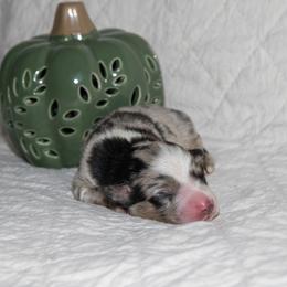 Carole King - Blue merle female Australian Shepherd puppy in Bristol, New Hampshire from NewFound Lake Aussies