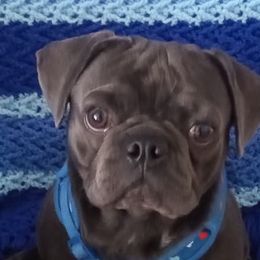 Pugs from Miljkovic & Co Pugs