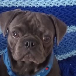 Pugs from Miljkovic & Co Pugs