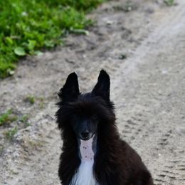 Ultra - Chinese Crested