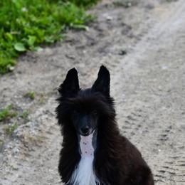 Ultra - Chinese Crested