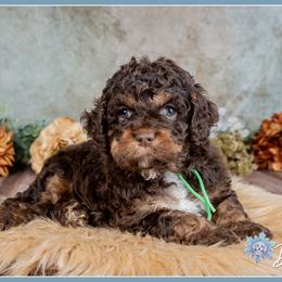 Killian - Brown and tan male Cockapoo puppy in Connersville, Indiana from Deaz Doodle Ranch