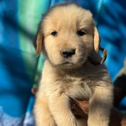 Golden Retriever puppies from Bear Mountain