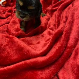 Alina - Black and tan female Cavalier King Charles Spaniel puppy in Las Vegas, Nevada from Faybelle's Cavaliers