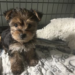 Morkie puppies from Angie's Puppies