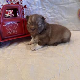 Valentina - Chocolate female Pomsky puppy in Bucyrus, Missouri from Hill Top Pomskies