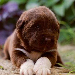 Griffin - Brown male Newfoundland puppy in Madison, Wisconsin from Riddle Family Newfoundland