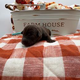 Teal - Chocolate female Labrador Retriever puppy in Heath Springs, South Carolina from Rich Hill Retrievers