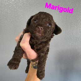 Marigold - Brown and white female Aussiedoodle puppy in Loveland, Colorado from A&L Ranch Aussiedoodles