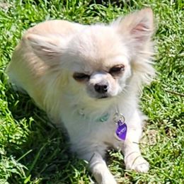 Princess - Chihuahua