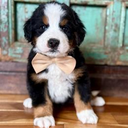 Brown collar - Black rust and white male Bernese Mountain Dog puppy in Altura, Minnesota from Bluffside Berners