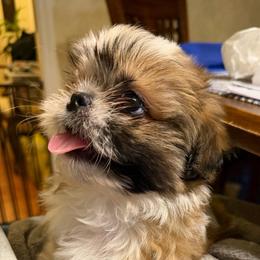 Boy 1 - Gold and white male Shih Tzu puppy in Boonville, Indiana from M&J Country Kennels