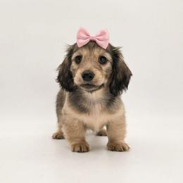 Dawn - Cream female Dachshund puppy in Zebulon, North Carolina from Salt of the Earth Dachshunds