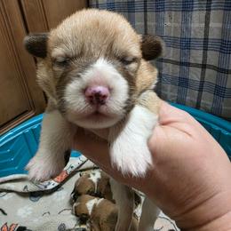 Boy 2 - Fawn male Pembroke Welsh Corgi puppy in Middleburg, Florida from Mulkeys Little Corgis