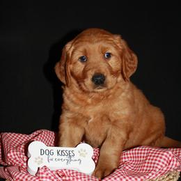 Golden Retriever Puppies from Bethel Park Goldens